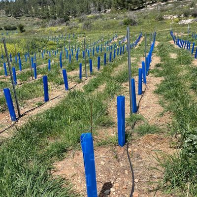 করফ্লুট ট্রি গার্ড যা বাগানবিদ, ল্যান্ডস্কেপার এবং নার্সারি মালিকদের জন্য উপযুক্ত, যারা চারা গাছের সুরক্ষার জন্য টেকসই টিউব খুঁজছেন